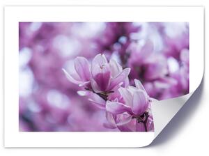Plakát Květy magnólie Barva rámu: Hnědá, Rozměry: 100 x 70 cm