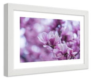 Gario Plakát Květy magnólie Barva rámu: Bílá, Velikost: 100 x 70 cm