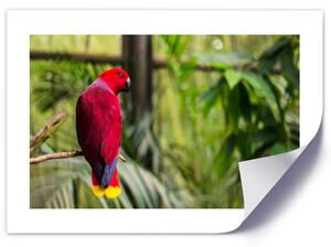 Plakát Rajský papoušek Barva rámu: Hnědá, Rozměry: 100 x 70 cm