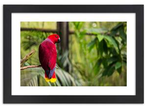 Plakát Rajský papoušek Barva rámu: Přírodná, Rozměry: 100 x 70 cm