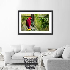 Plakát Rajský papoušek Barva rámu: Hnědá, Rozměry: 100 x 70 cm