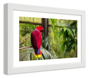 Gario Plakát Rajský papoušek Barva rámu: Bílá, Velikost: 100 x 70 cm