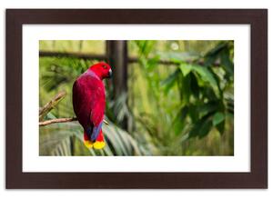 Plakát Rajský papoušek Barva rámu: Bílá, Rozměry: 100 x 70 cm