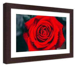 Gario Plakát Kvetoucí růže Barva rámu: Hnědá, Velikost: 100 x 70 cm
