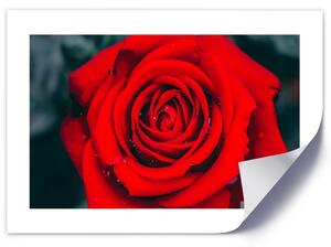 Gario Plakát Kvetoucí růže Barva rámu: Bez rámu, Velikost: 30 x 20 cm