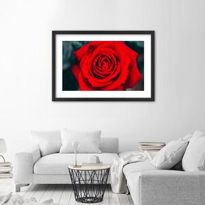 Plakát Kvetoucí růže Barva rámu: Hnědá, Rozměry: 100 x 70 cm