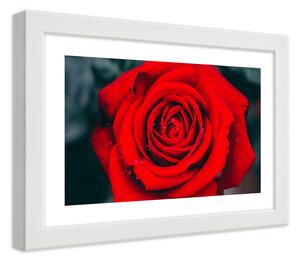 Gario Plakát Kvetoucí růže Barva rámu: Bílá, Velikost: 100 x 70 cm