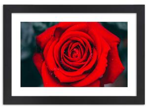 Plakát Kvetoucí růže Barva rámu: Hnědá, Rozměry: 100 x 70 cm