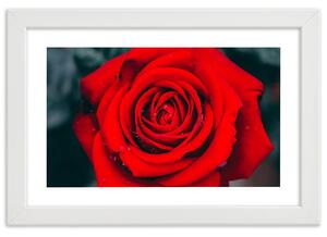 Plakát Kvetoucí růže Barva rámu: Bílá, Rozměry: 100 x 70 cm