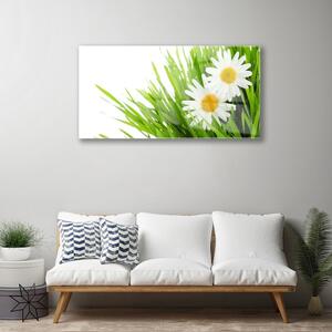 Obraz na skle Sedmikráska Květ Příroda 100x50 cm