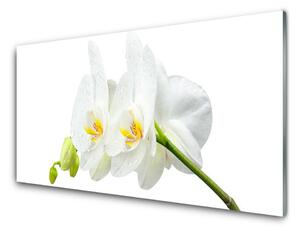 Skleněné obklady do kuchyně Plátky Květ Bíla Orchidej 100x50 cm