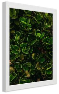 Plakát Zelená rostlina s listy Barva rámu: Bez rámu, Velikost: 20 x 30 cm