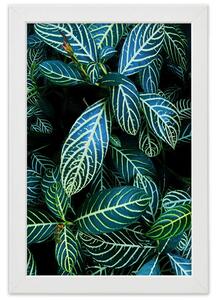 Plakát Šťavnaté zelené listy Barva rámu: Bez rámu, Velikost: 20 x 30 cm