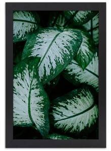 Plakát Zelené tropické rostliny Barva rámu: Bez rámu, Velikost: 20 x 30 cm