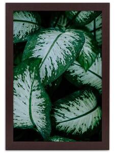 Plakát Zelené tropické rostliny Barva rámu: Bez rámu, Velikost: 20 x 30 cm