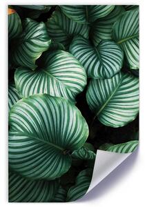 Plakát Zelené rostliny s listy Barva rámu: Bez rámu, Velikost: 20 x 30 cm