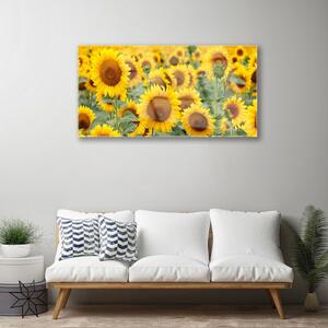 Obraz na skle Slunečnice Rostlina Příroda 140x70 cm