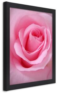 Plakát Romantická růže Barva rámu: Černá, Rozměry: 20 x 30 cm