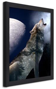 Plakát Vlk vyje na měsíc Barva rámu: Černá, Rozměry: 20 x 30 cm
