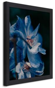 Plakát Detailní záběr na modrou květinu Barva rámu: Černá, Rozměry: 20 x 30 cm
