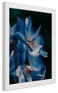 Plakát Detailní záběr na modrou květinu Barva rámu: Bílá, Rozměry: 30 x 45 cm