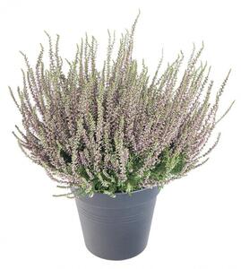 Výhodné balení 3x Vřes obecný, Calluna vulgaris, fialový, průměr květináče 10.5 cm