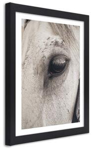 Plakát Oko koně v detailním záběru Barva rámu: Černá, Rozměry: 20 x 30 cm
