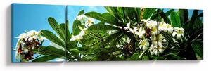 Obraz - Plumerie (170x50 cm)