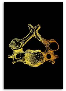 Obraz na plátně Zlatá anatomie, zádový obratel - Gab Fernando Rozměry: 40 x 60 cm