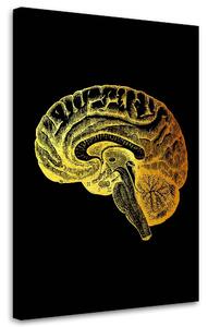 Obraz na plátně Zlatá anatomie, mozek - Gab Fernando Rozměry: 40 x 60 cm