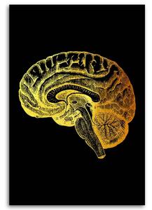 Obraz na plátně Zlatá anatomie, mozek - Gab Fernando Rozměry: 40 x 60 cm