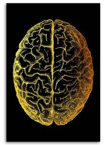 Obraz na plátně Zlatá anatomie, Horní část mozku - Gab Fernando Rozměry: 40 x 60 cm