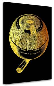 Obraz na plátně Zlatá anatomie, oko - Gab Fernando Rozměry: 40 x 60 cm