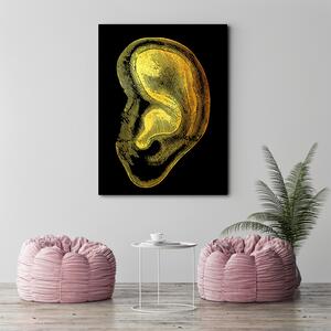 Obraz na plátně Zlatá anatomie, ucho - Gab Fernando Rozměry: 40 x 60 cm
