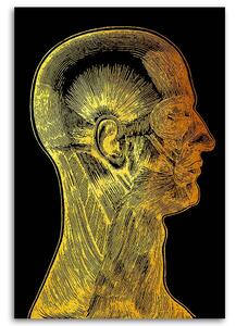 Obraz na plátně Zlatá anatomie, svaly obličeje - Gab Fernando Rozměry: 40 x 60 cm