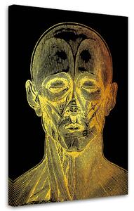 Obraz na plátně Zlatá anatomie, přední strana obličeje - Gab Fernando Rozměry: 40 x 60 cm