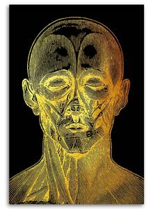 Obraz na plátně Zlatá anatomie, přední strana obličeje - Gab Fernando Rozměry: 40 x 60 cm