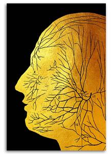 Obraz na plátně Zlatá anatomie, obličejové nervy - Gab Fernando Rozměry: 40 x 60 cm