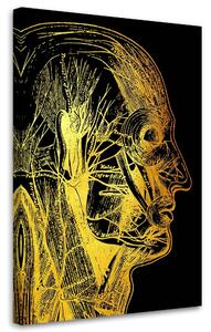 Obraz na plátně Zlatá anatomie, Boční strana - Gab Fernando Rozměry: 40 x 60 cm