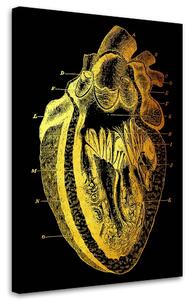 Obraz na plátně Zlatá anatomie, průřez lidským srdcem - Gab Fernando Rozměry: 40 x 60 cm