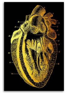 Obraz na plátně Zlatá anatomie, průřez lidským srdcem - Gab Fernando Rozměry: 40 x 60 cm