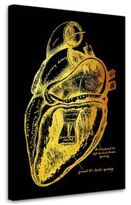 Obraz na plátně Zlatá anatomie, Funkce srdce - Gab Fernando Rozměry: 40 x 60 cm