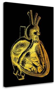 Obraz na plátně Zlatá anatomie, příčný řez srdcem - Gab Fernando Rozměry: 40 x 60 cm