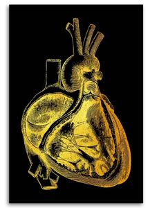 Obraz na plátně Zlatá anatomie, příčný řez srdcem - Gab Fernando Rozměry: 40 x 60 cm