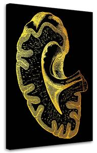 Obraz na plátně Zlatá anatomie, Ledviny - Gab Fernando Rozměry: 40 x 60 cm