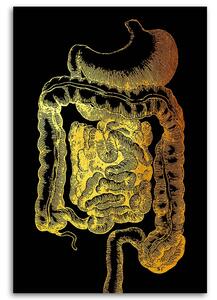 Obraz na plátně Zlatá anatomie, Gastrointestinální trakt - Gab Fernando Rozměry: 40 x 60 cm