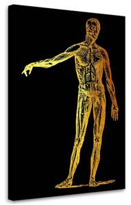 Obraz na plátně Zlatá anatomie, tělo - Gab Fernando Rozměry: 40 x 60 cm