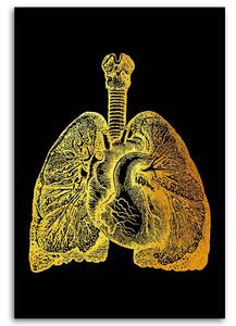 Obraz na plátně Zlatá anatomie, plíce a srdce - Gab Fernando Rozměry: 40 x 60 cm
