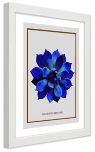 Plakát Sukulentní modrý minimalismus Barva rámu: Bílá, Rozměry: 30 x 45 cm