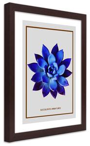 Plakát Modrý sukulent Barva rámu: Hnědá, Rozměry: 30 x 45 cm